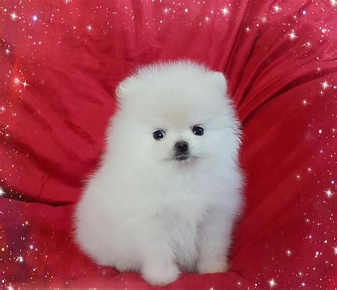 00 Ask About Pom Name: Boo Sex: Male Status: Available Age: 10 Weeks Adoption Fee: $550. . Pomeranian for sale uk